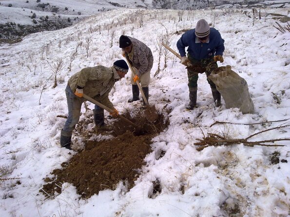 2011 03 16 Planting Almonds and Apricots 1_595