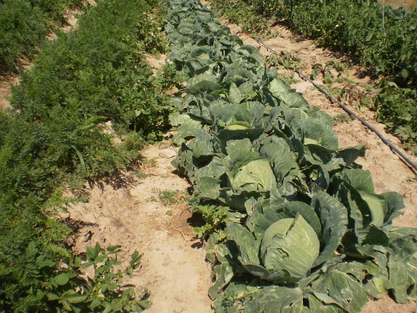 2012 Veg Prob Prgrm 24_595