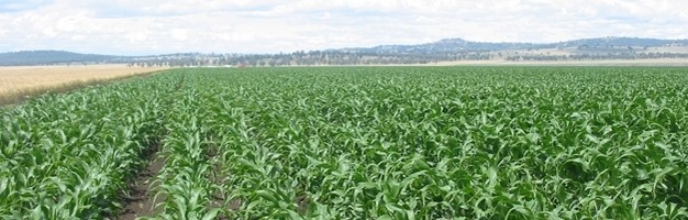 Основы - почвенные минералы и питание растений 1